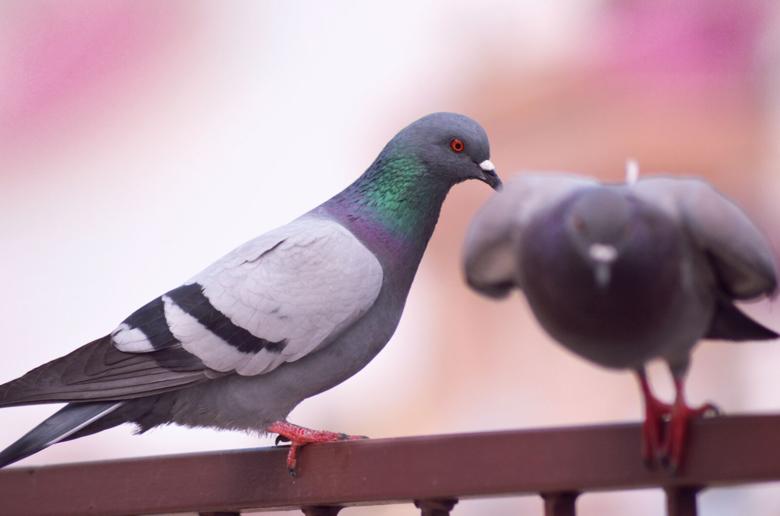 Nikon D5100 sample photo. Bird, blur, nature, pigeon photography