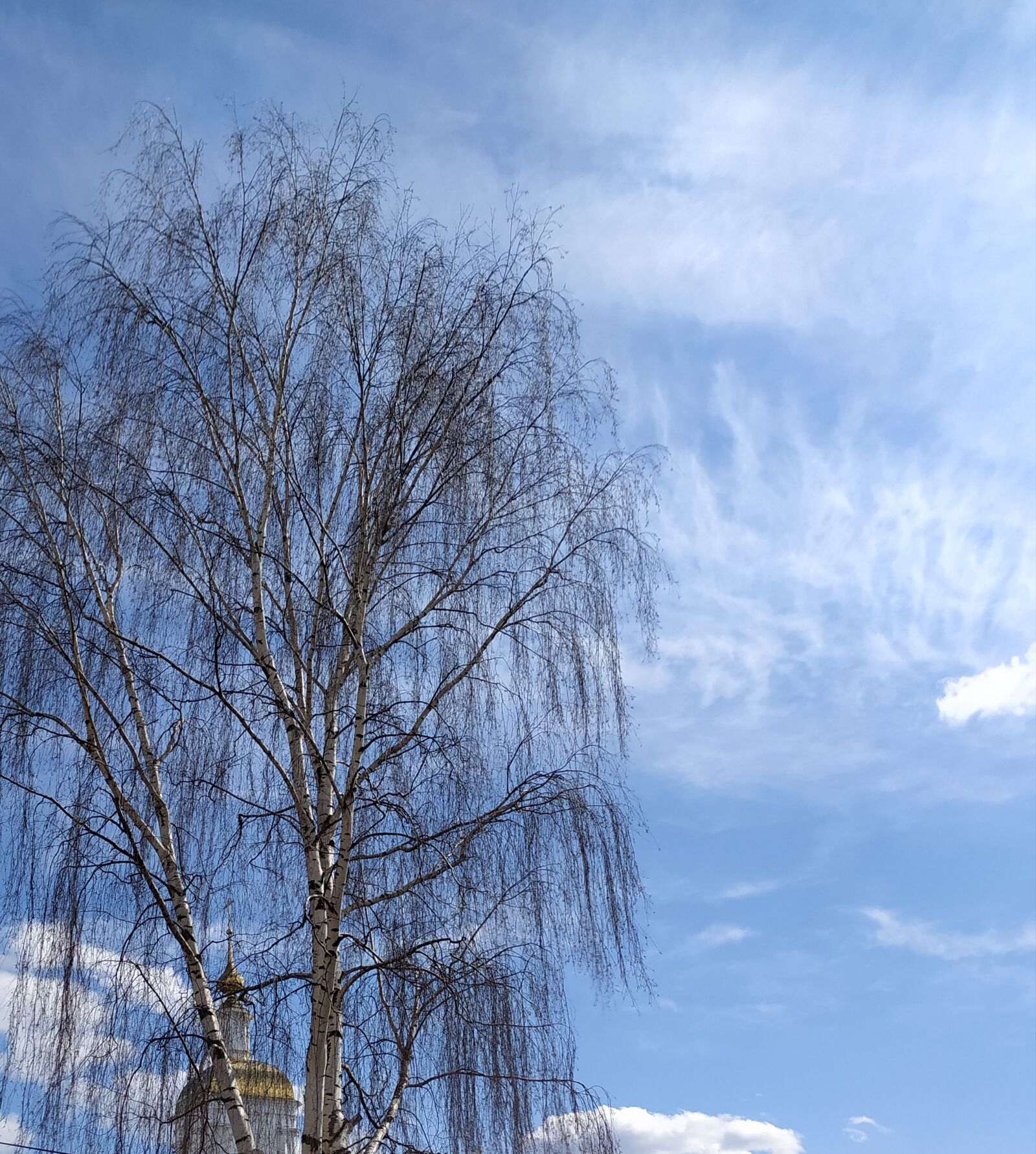 Xiaomi Redmi Note 8T sample photo. Spring, tree, sky photography