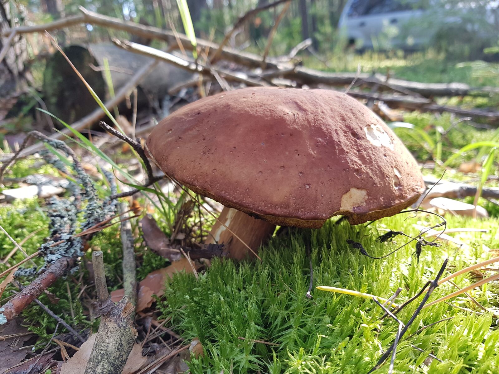 Samsung Galaxy S7 sample photo. Mushroom, autumn, forest photography