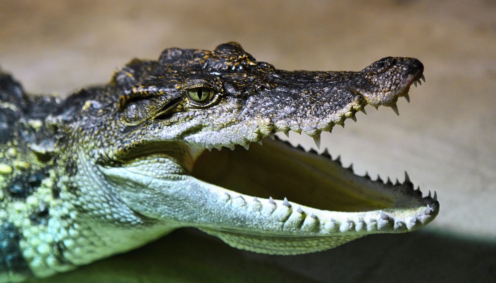 Nikon D7100 sample photo. Crocodile, head, alligator photography