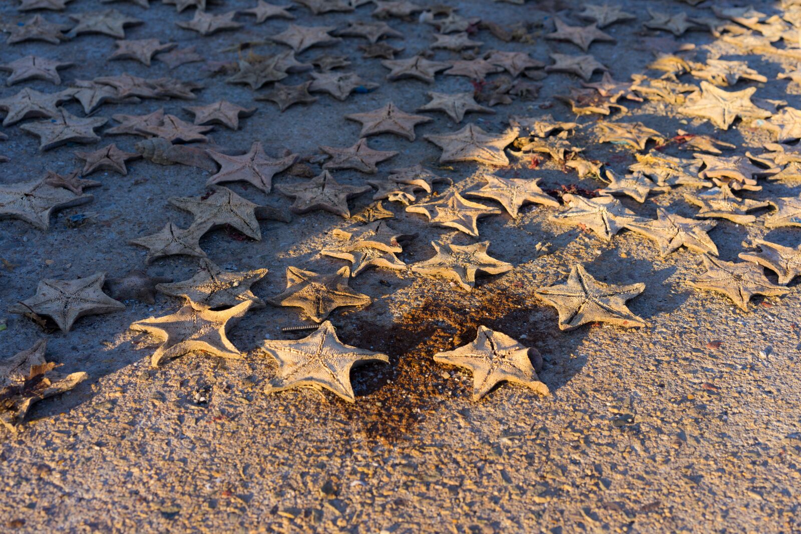 Sony a7 II + Sony Sonnar T* FE 55mm F1.8 ZA sample photo. Starfish, port, dried photography