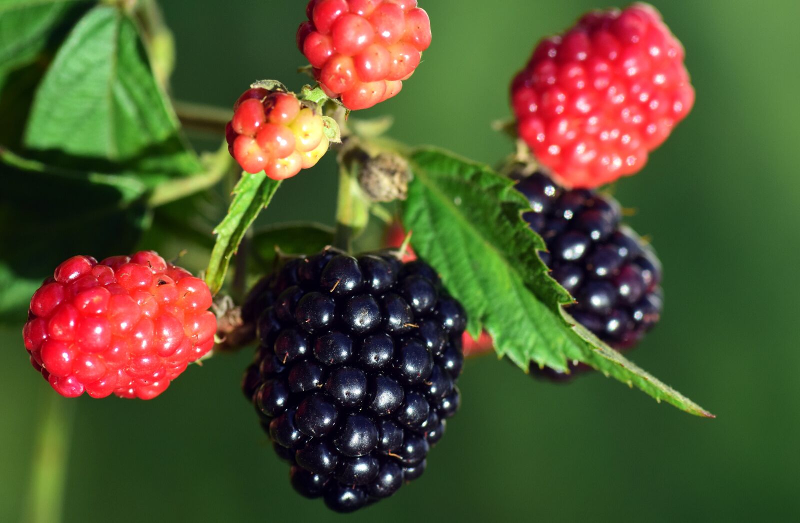 Nikon D3300 sample photo. Blackberries, black, ripe photography