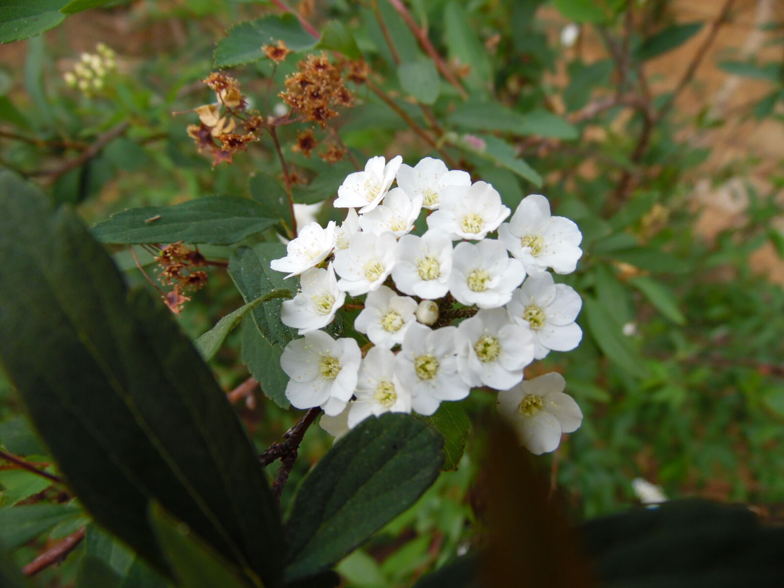 Samsung WB1100F/WB1101F/WB1102F sample photo