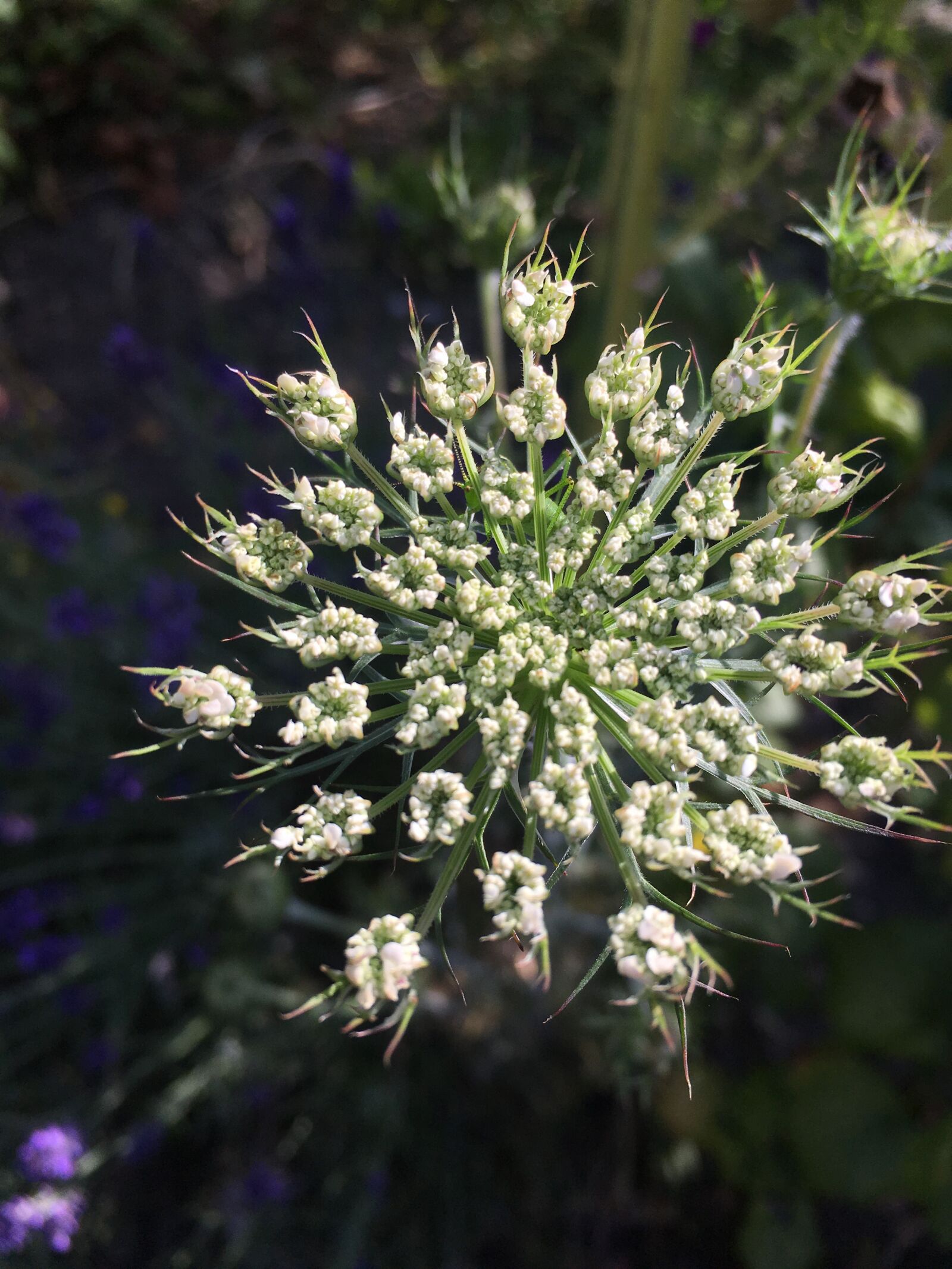 Apple iPhone SE sample photo. Wild carrot, flower, garden photography