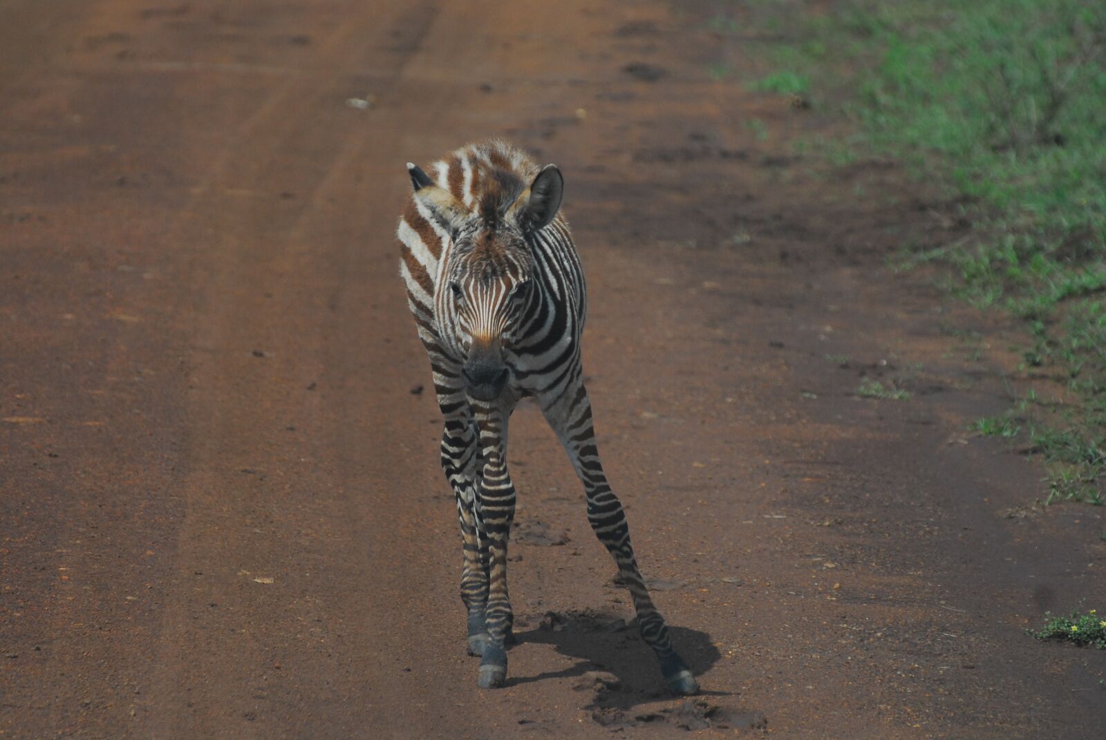 Nikon D200 sample photo. Zebra, foal, safari photography