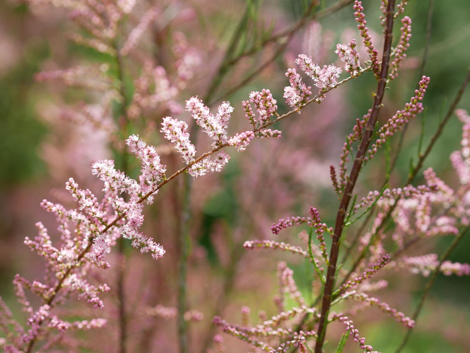 Panasonic Lumix DMC-GX85 (Lumix DMC-GX80 / Lumix DMC-GX7 Mark II) sample photo. Tamarisk, pink, branches photography