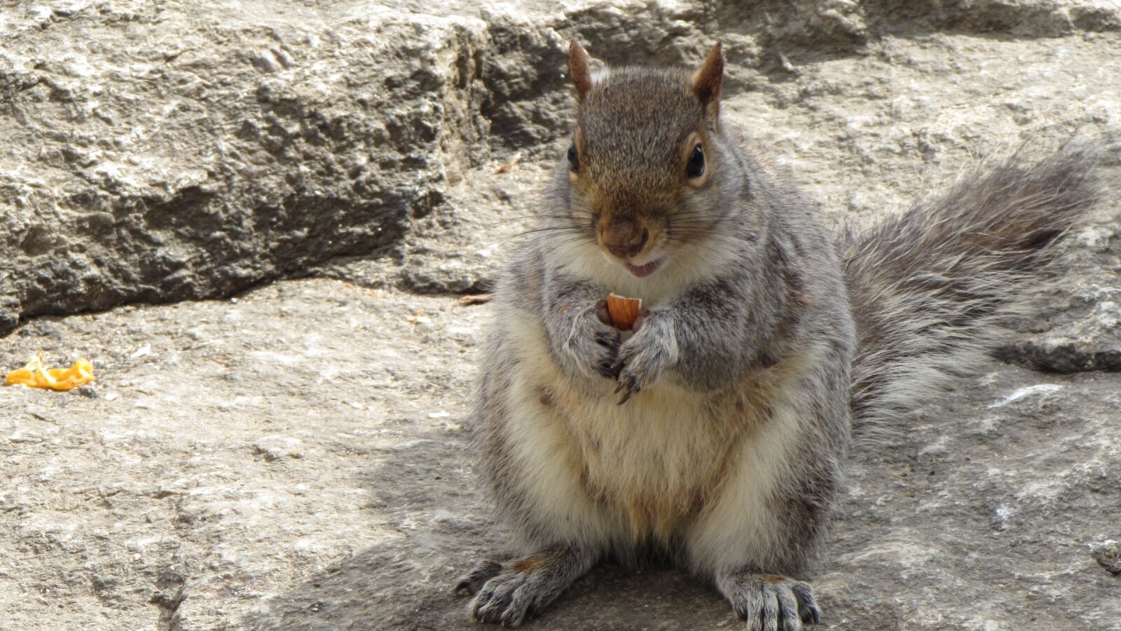 Canon PowerShot SX510 HS sample photo. Squirrel, animal, nature photography