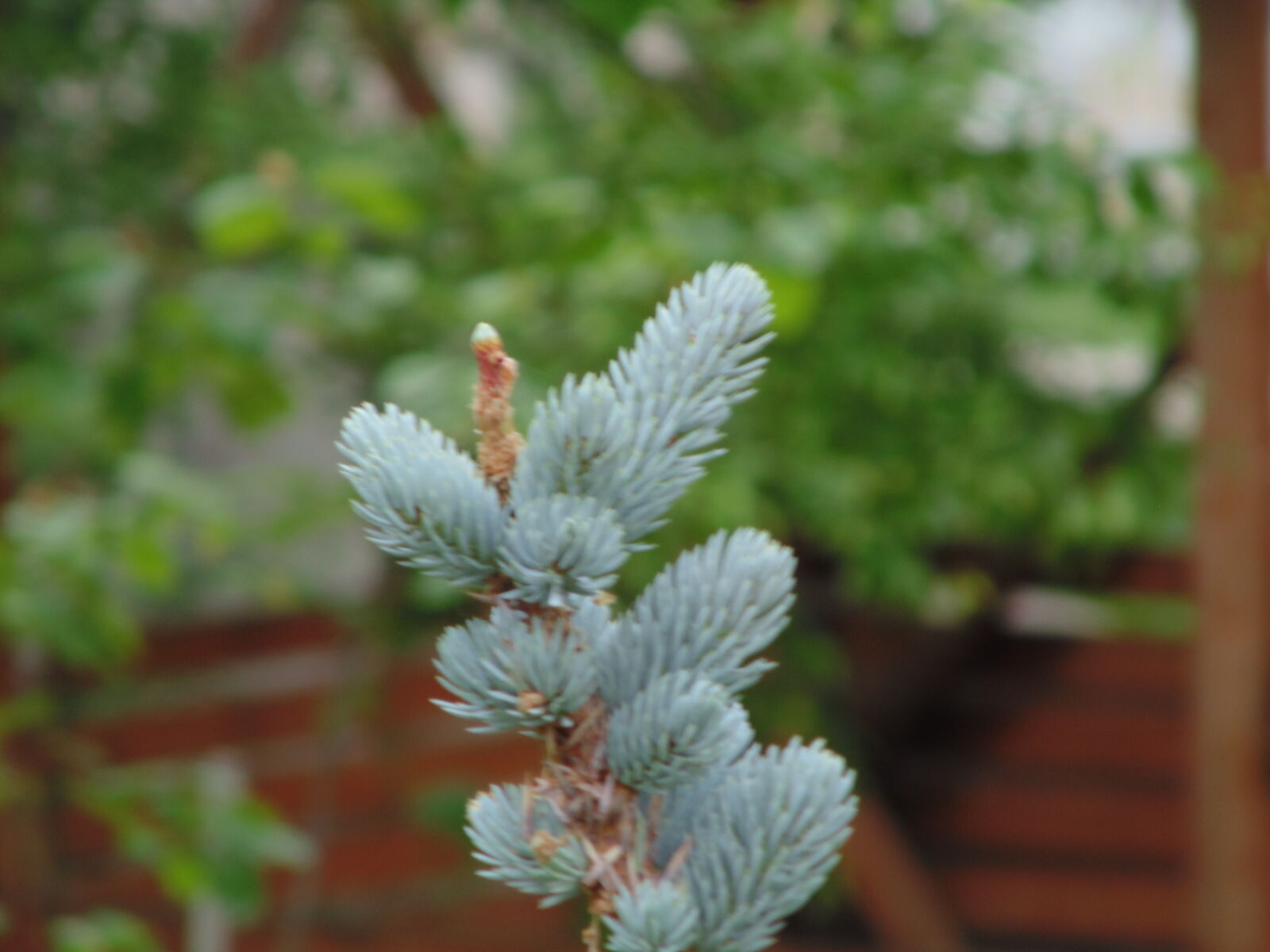 Sony DSC-H100 sample photo