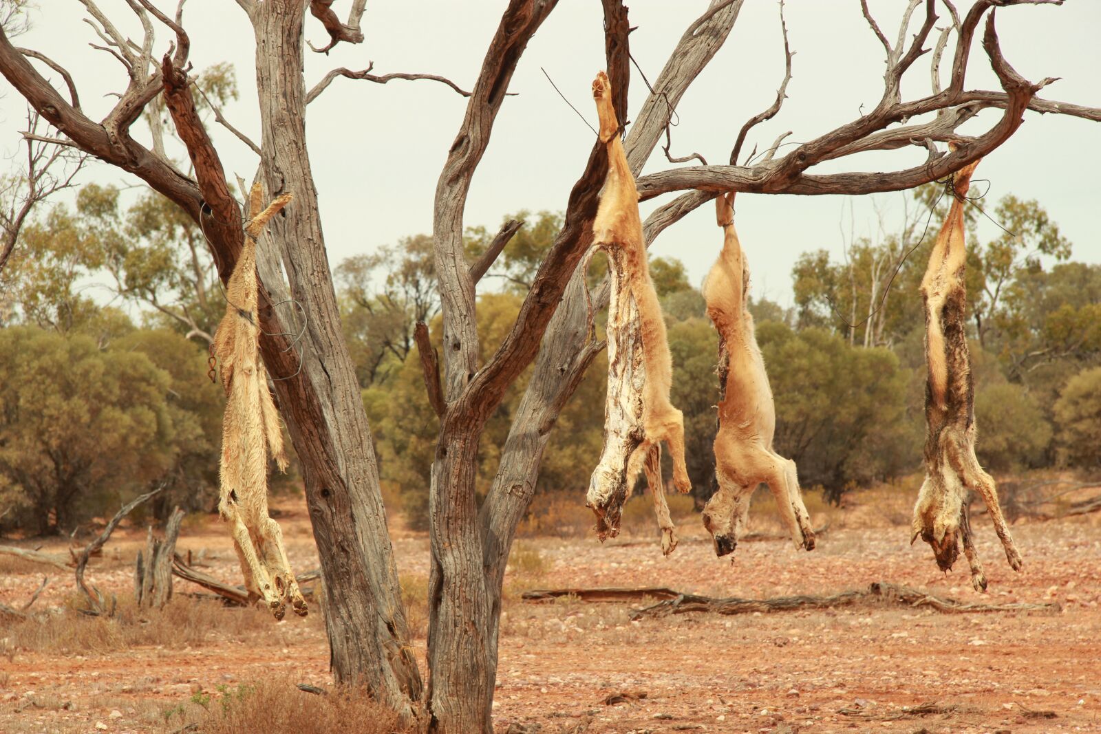Canon EF-S 17-85mm F4-5.6 IS USM sample photo. Dingos, australian dingos, outback photography