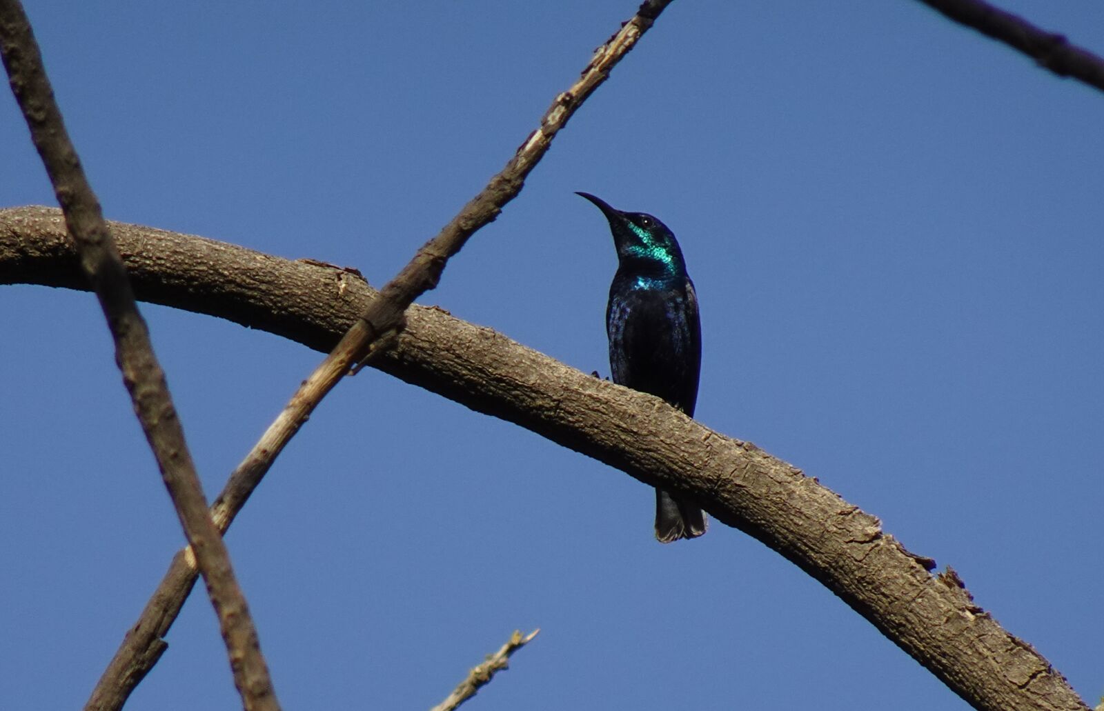 Sony DSC-WX800 sample photo. Bird, purple sunbird, cinnyris photography