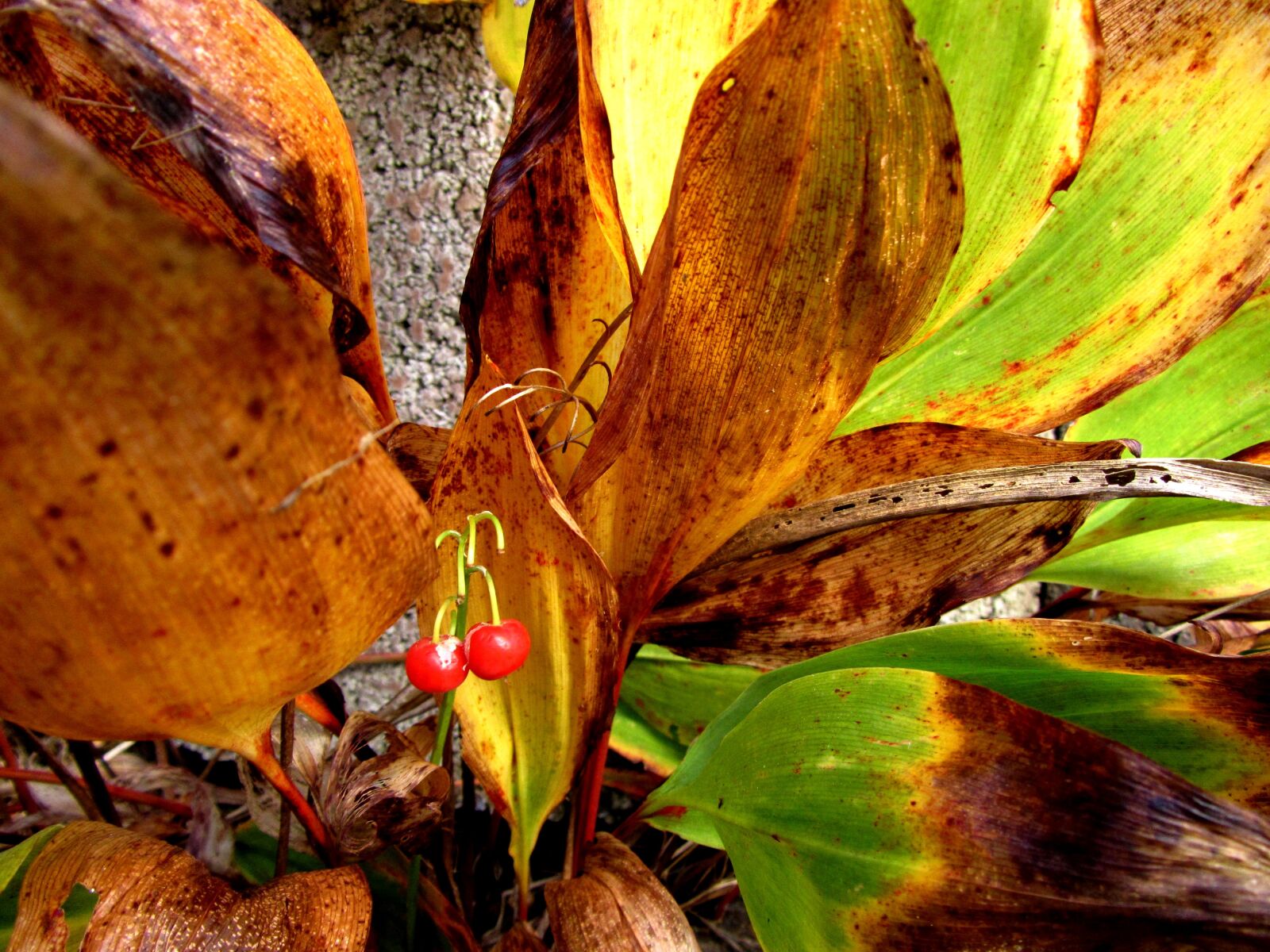 Canon PowerShot SX220 HS sample photo. Autumn, lily of the photography