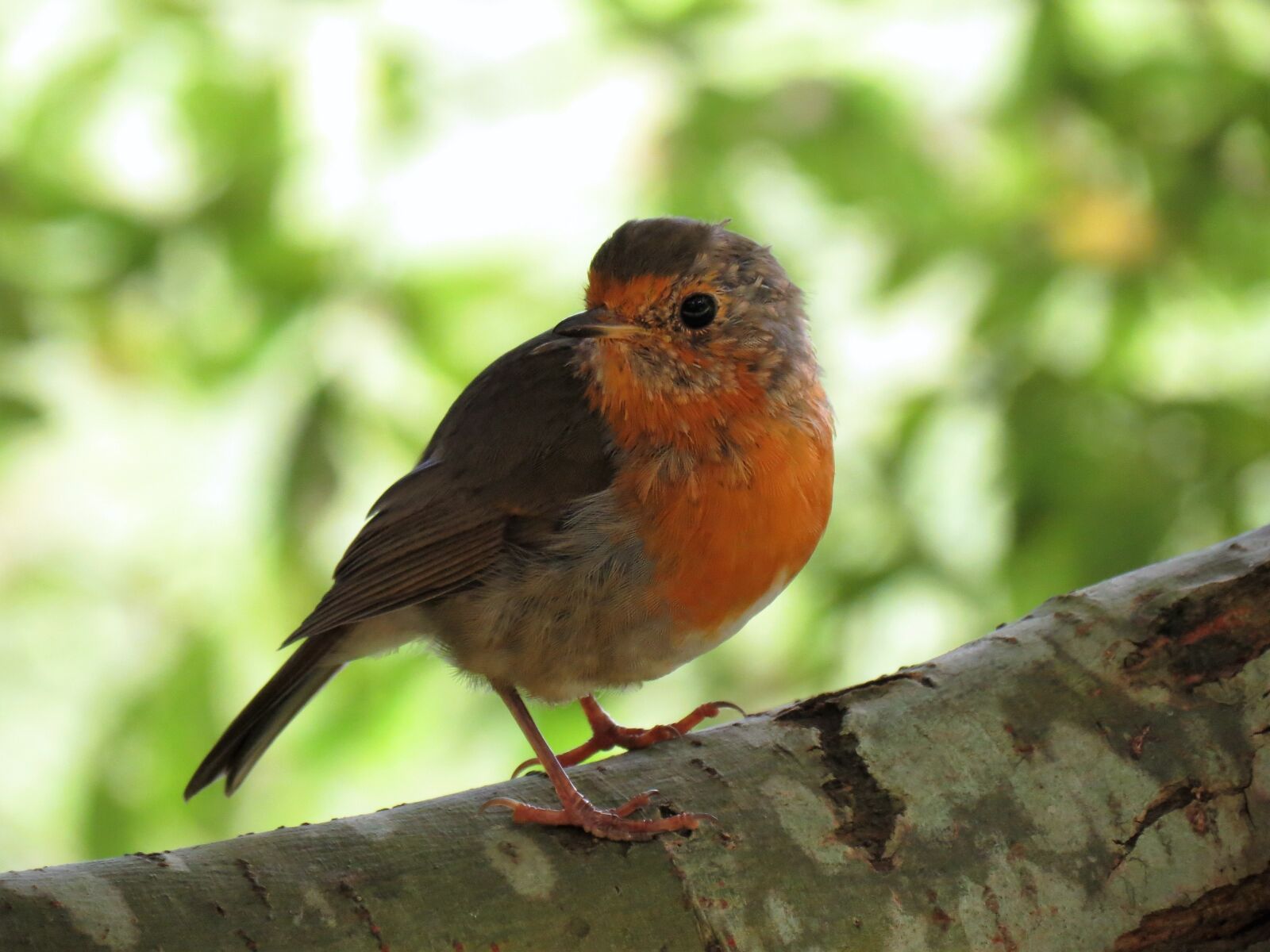 Canon PowerShot SX40 HS sample photo. Bird, ave, nature photography