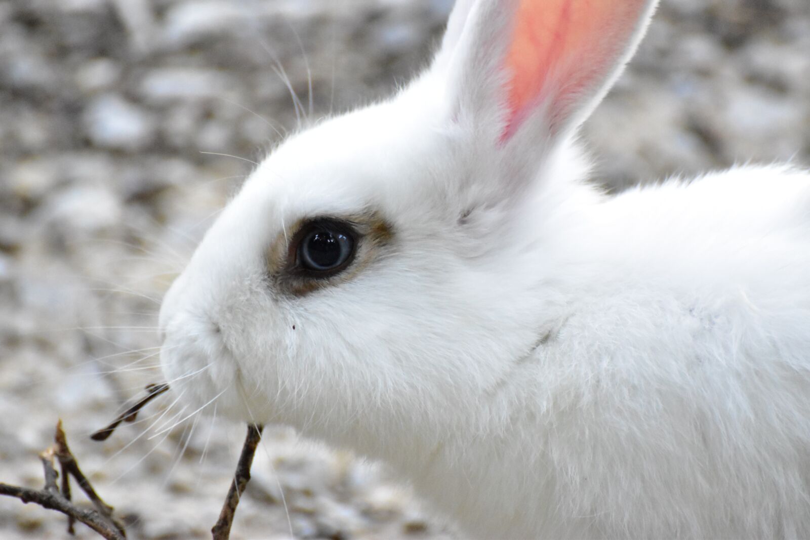 Nikon D5600 sample photo. Hare, eye, eat photography