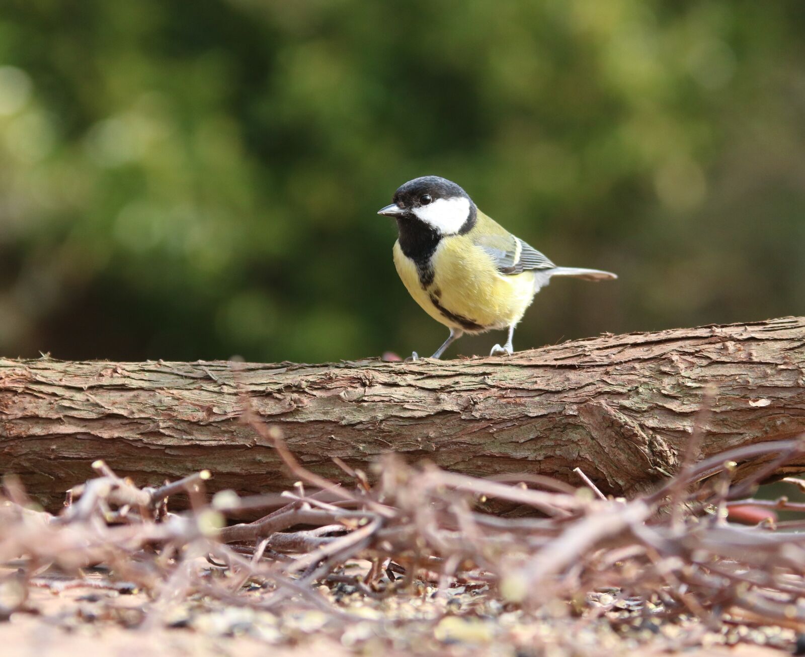 Canon EOS 750D (EOS Rebel T6i / EOS Kiss X8i) + Canon EF 28-135mm F3.5-5.6 IS USM sample photo. Great tit, garden bird photography