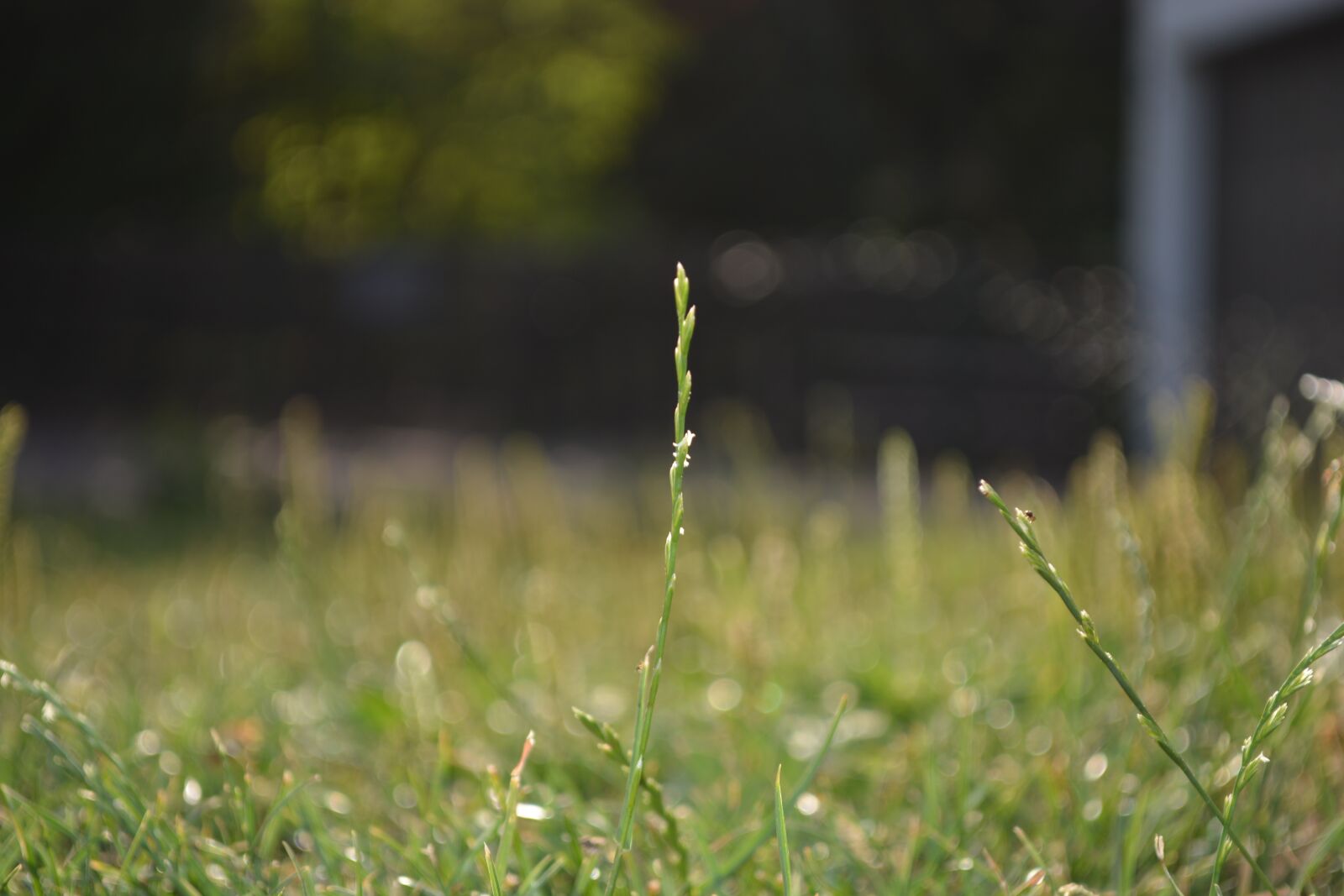 Nikon D5200 sample photo. Meadow, grass, focus photography