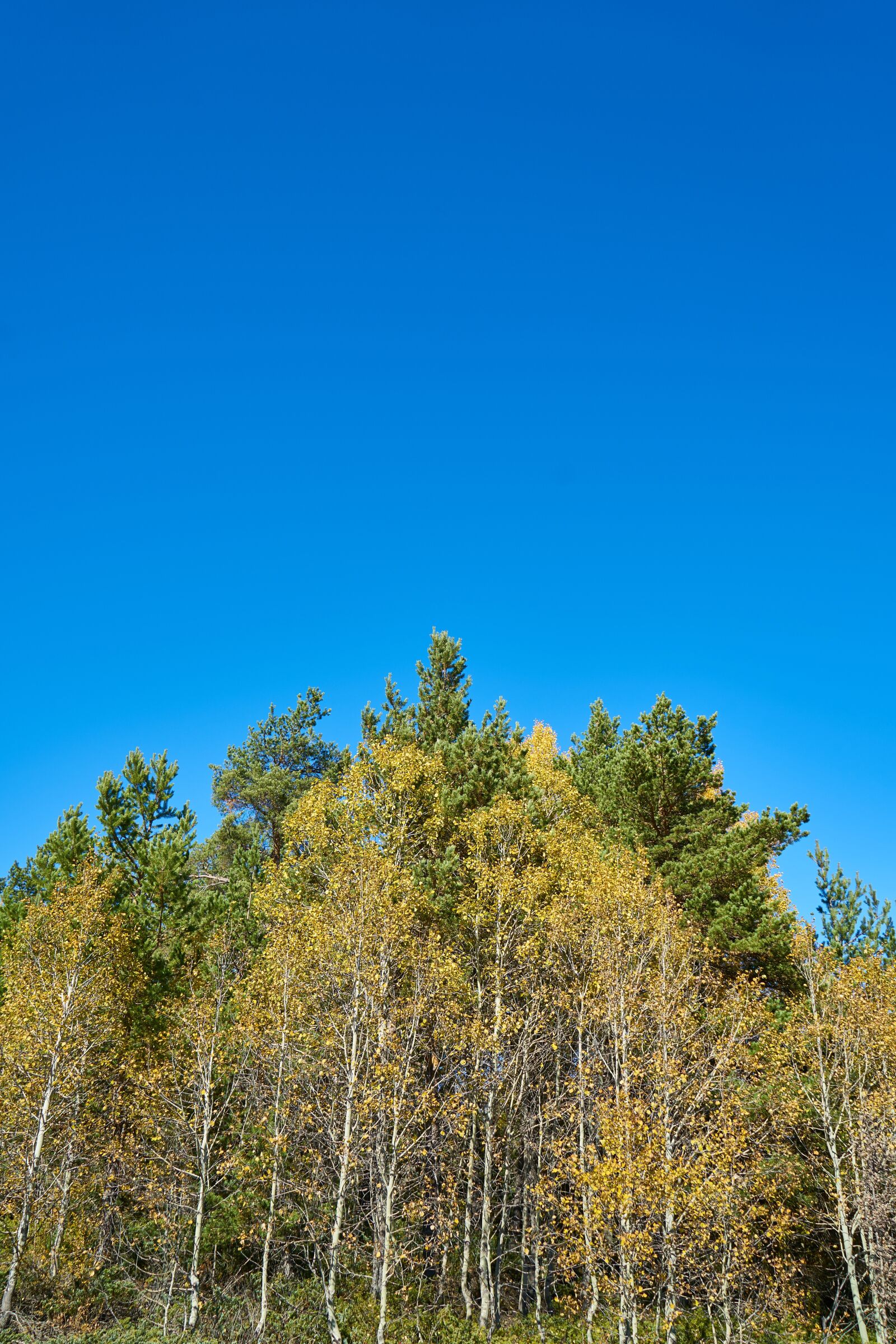 Sony a7R II sample photo. Autumn, season, landscape photography