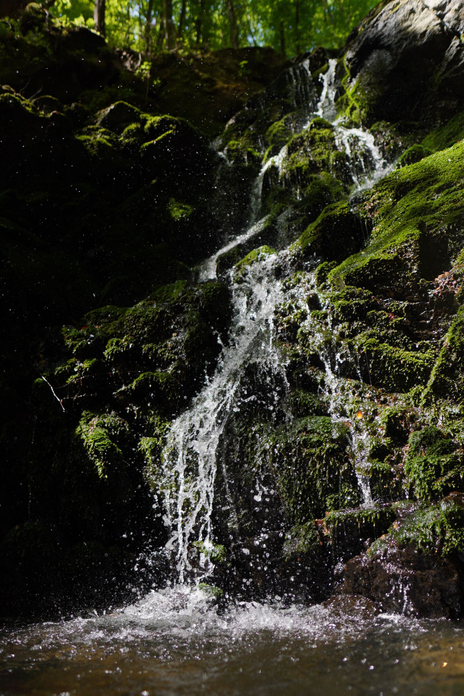 Sony a6400 + Sigma 16mm F1.4 DC DN | C sample photo. Forest, river, nature photography