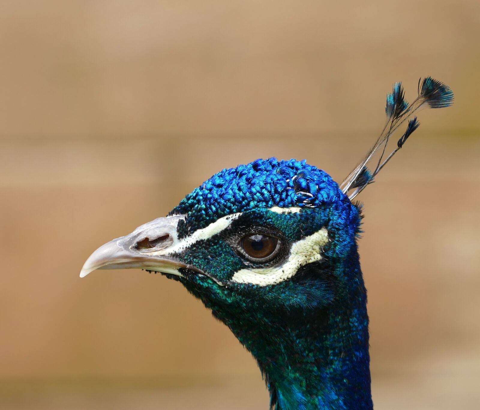 Panasonic Lumix DMC-FZ1000 sample photo. Peacock, bird, feather photography