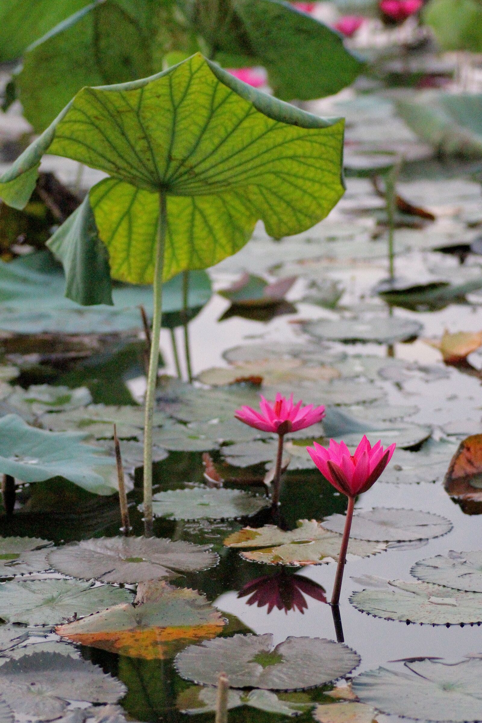 Canon EOS 7D sample photo. Water lily, lily pond photography