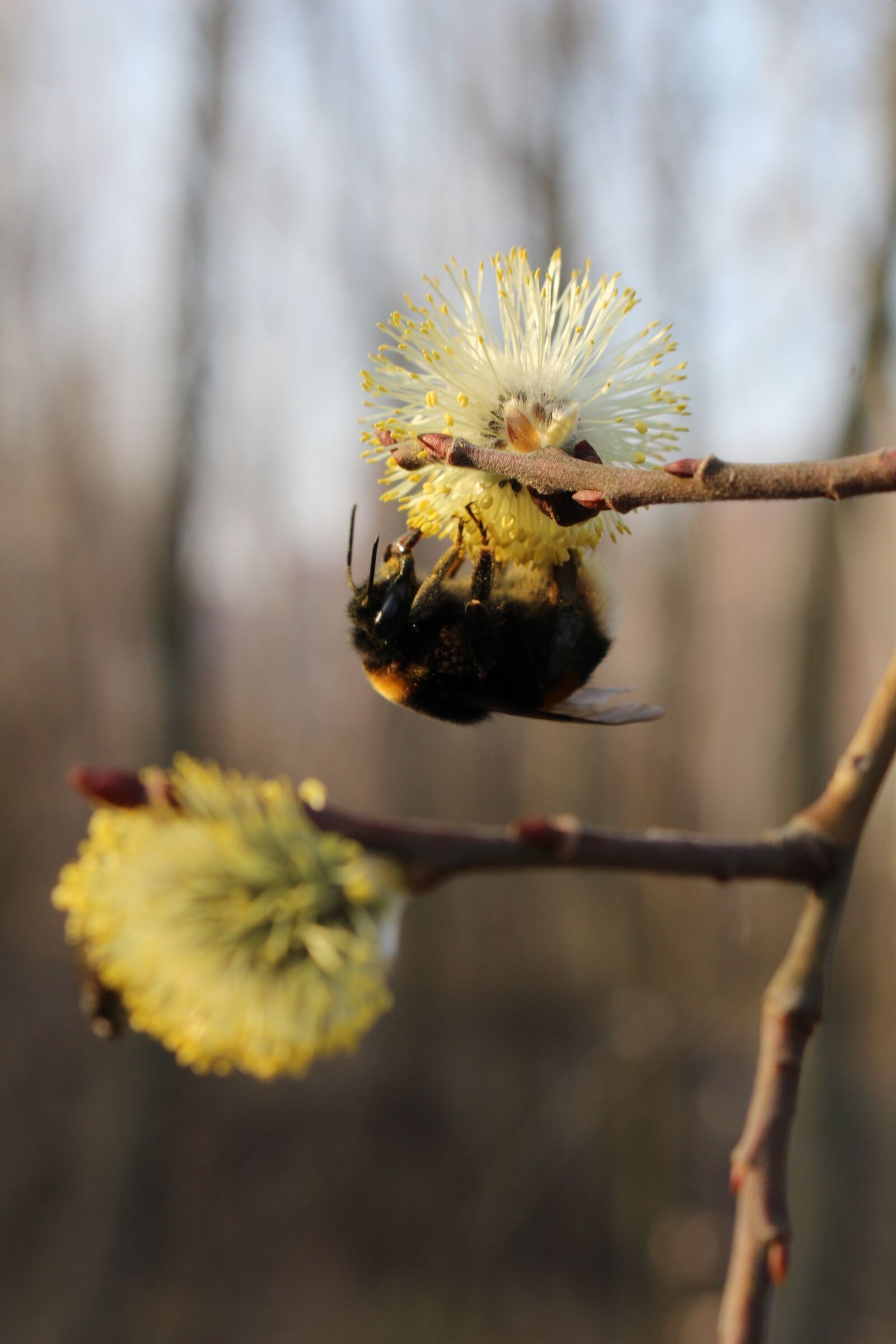 Canon EOS 100D (EOS Rebel SL1 / EOS Kiss X7) sample photo. Willow, bumblebee, nature photography