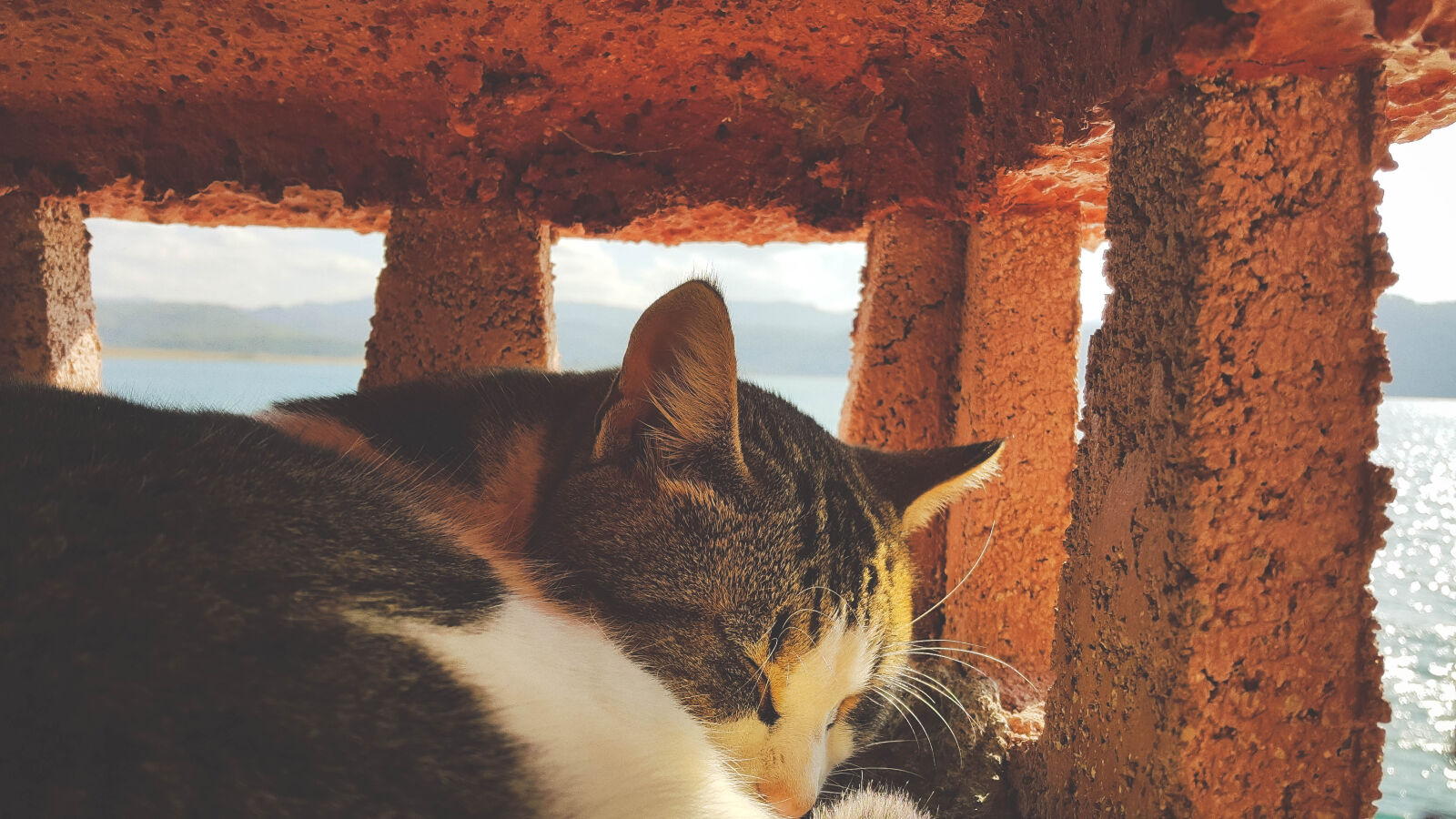 Samsung Galaxy Note4 sample photo. Cat, sleeping photography