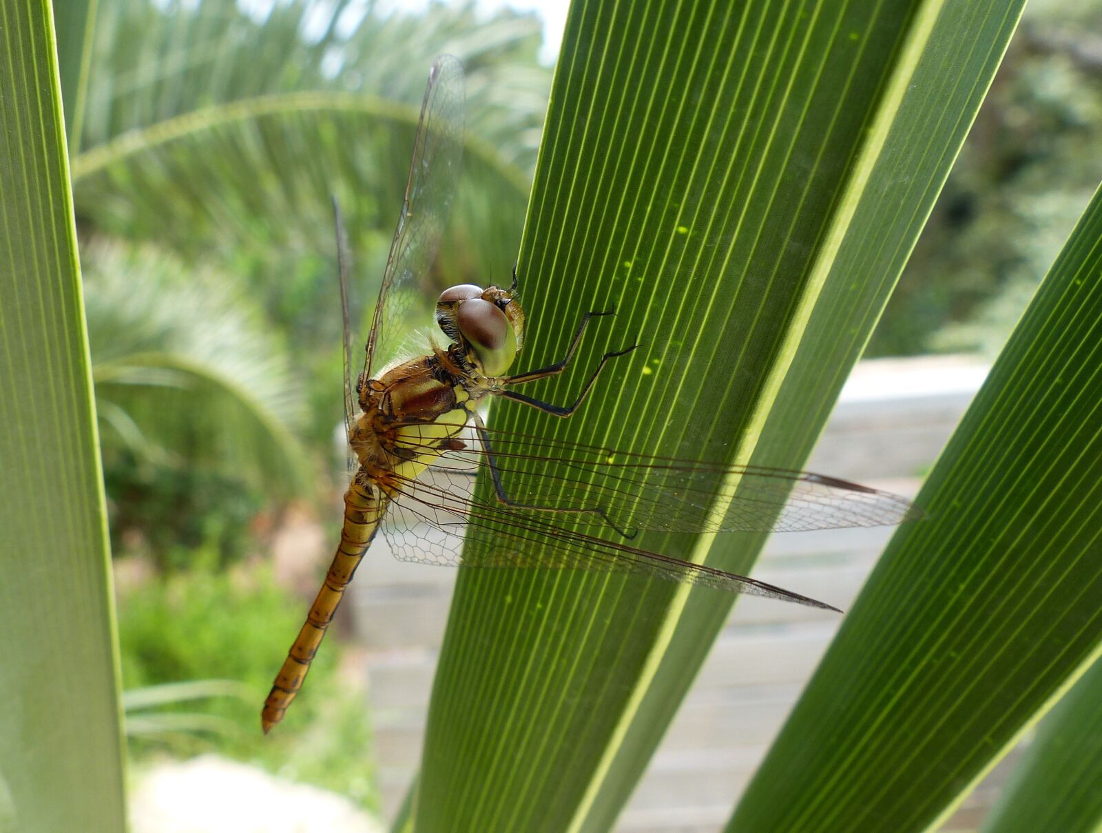 Panasonic Lumix DMC-FZ200 sample photo. Dragonfly, leaf, green photography