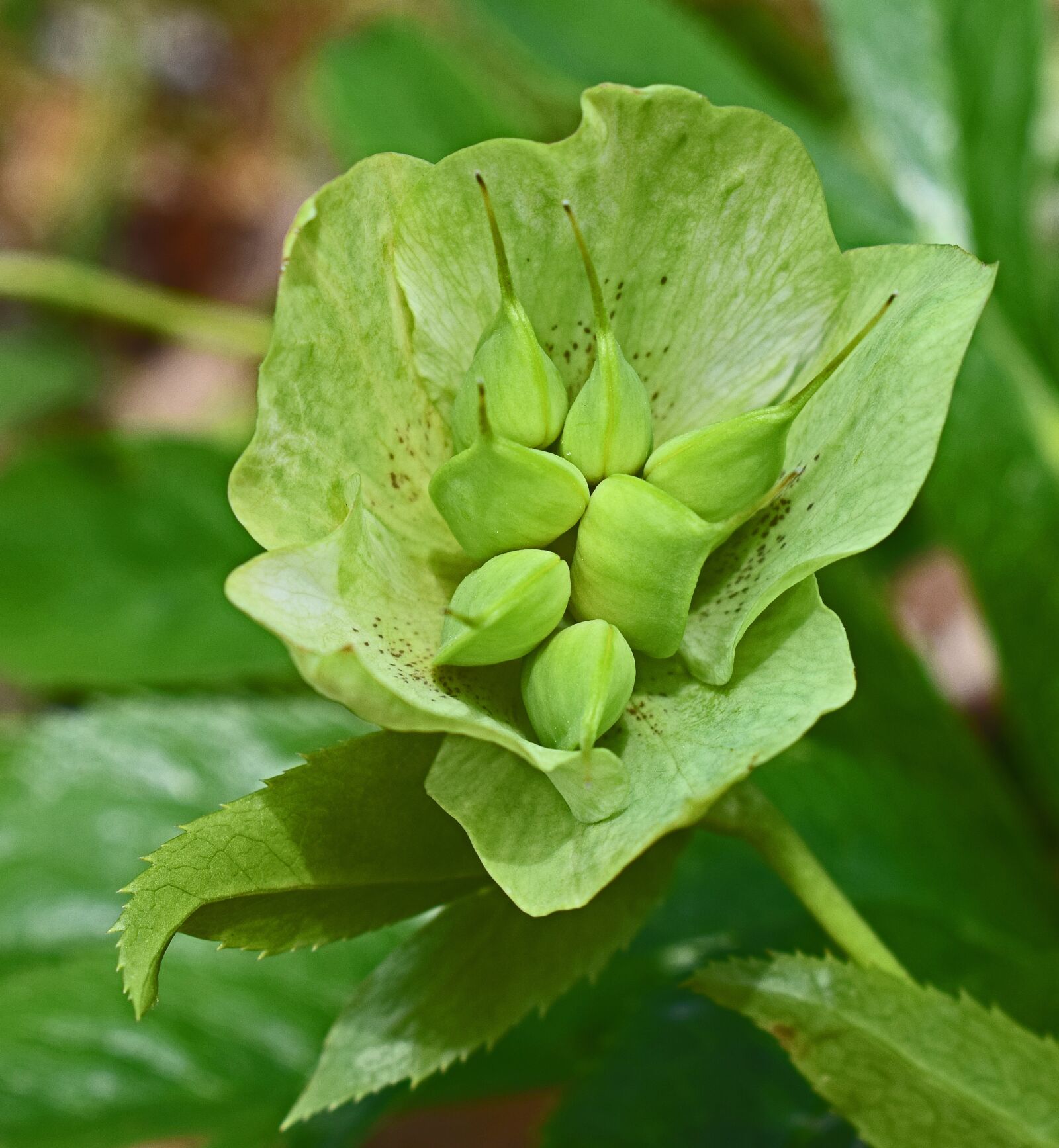 Nikon D3300 sample photo. Hellebore seed pods, lenten photography