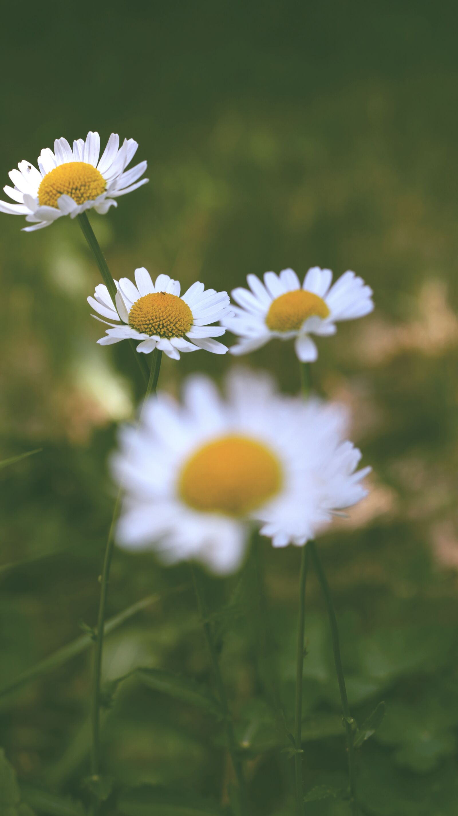 Canon EOS 700D (EOS Rebel T5i / EOS Kiss X7i) sample photo. Flower, nature, flora photography
