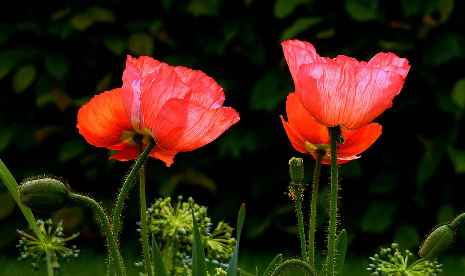 Panasonic DMC-TZ7 sample photo. Poppy, red, red poppy photography