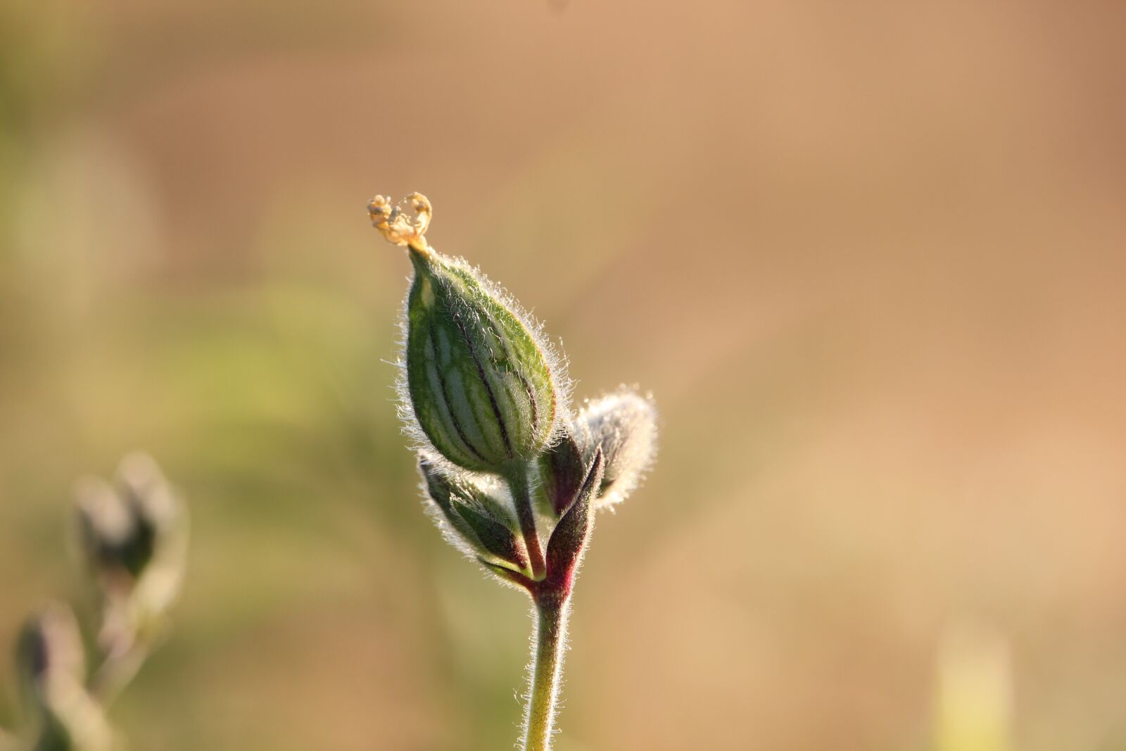 Canon EOS 550D (EOS Rebel T2i / EOS Kiss X4) sample photo. Bud, plant, nature photography