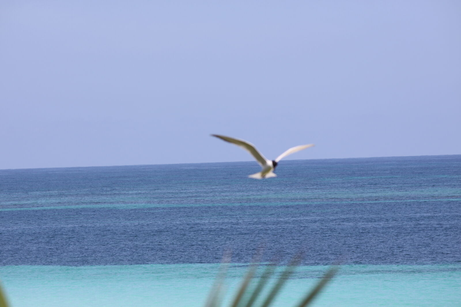 Canon EOS 50D + Canon EF-S 55-250mm F4-5.6 IS sample photo. Bahamas, beach, bird, green photography