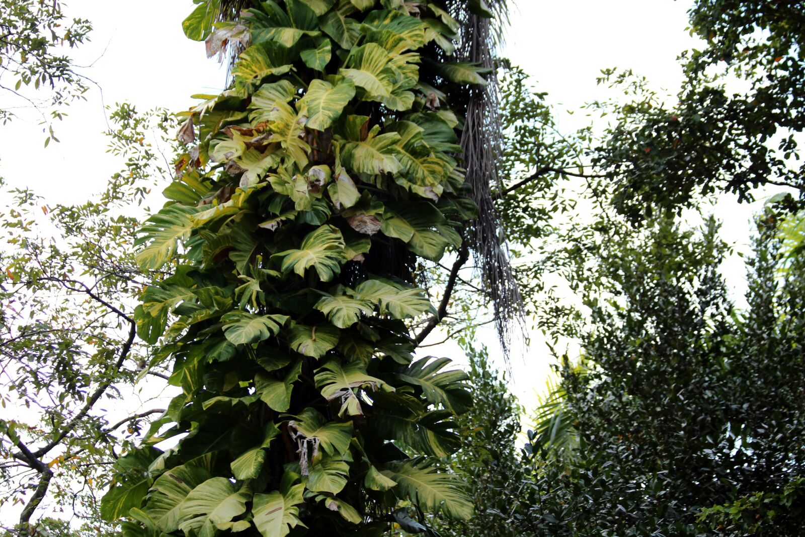 Canon EOS 650D (EOS Rebel T4i / EOS Kiss X6i) sample photo. Monstera, vines, pot flowers photography