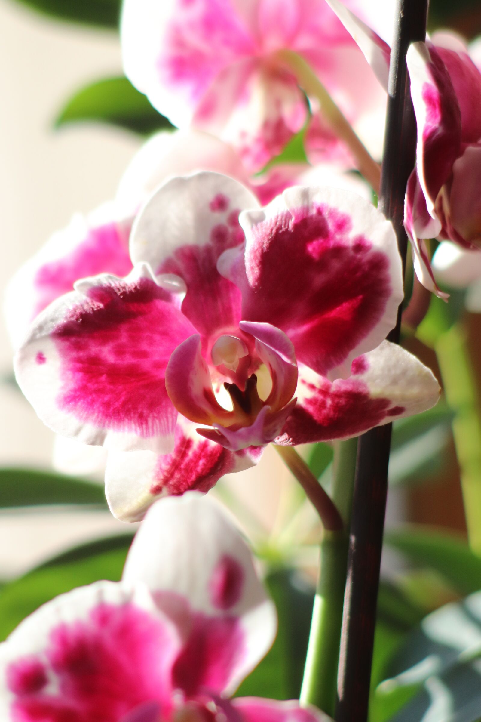 Canon EF 100-300mm F4.5-5.6 USM sample photo. Flower, orchids, blossom photography