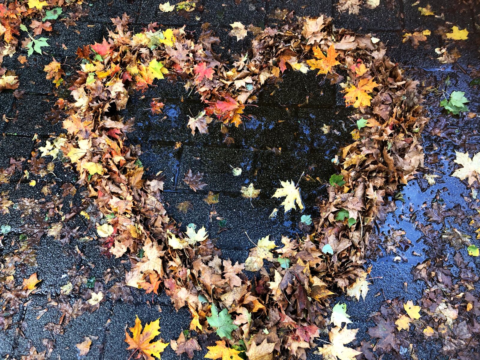 Apple iPhone 8 sample photo. Heart, leaves, love photography