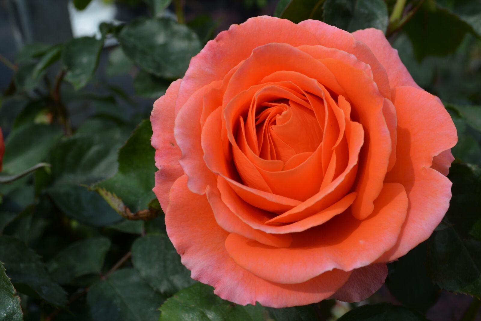 Nikon D5200 sample photo. Orange, rose, blossom photography