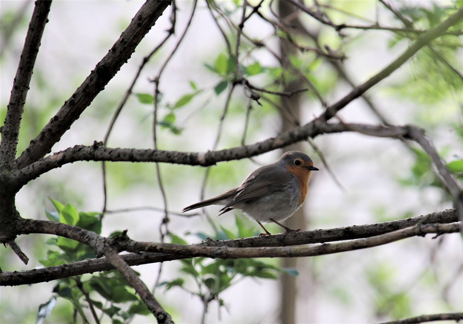 Canon EF-S 55-250mm F4-5.6 IS STM sample photo. Nature, tree, bird photography
