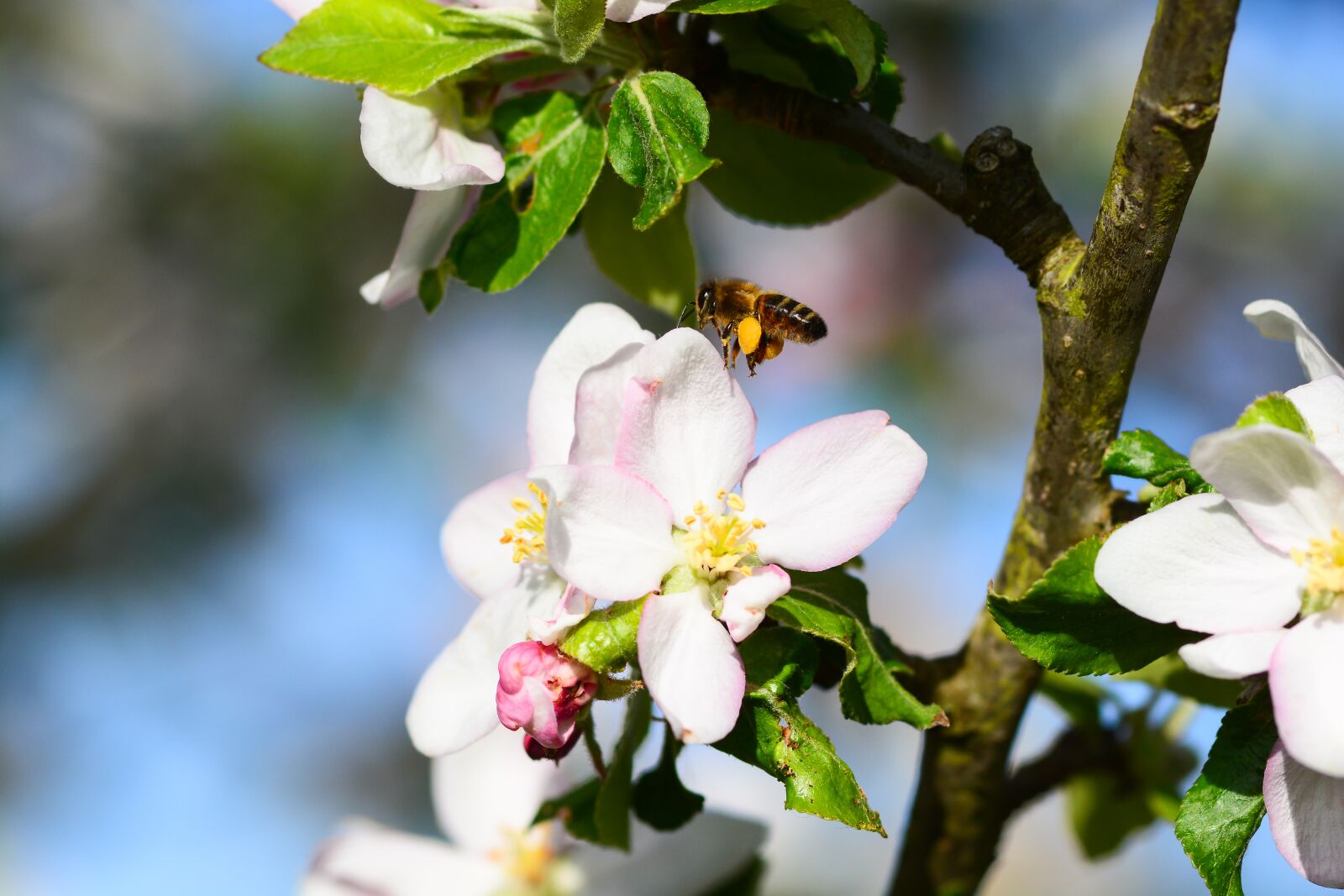 Nikon D7100 sample photo. Bee, wasp, flower photography
