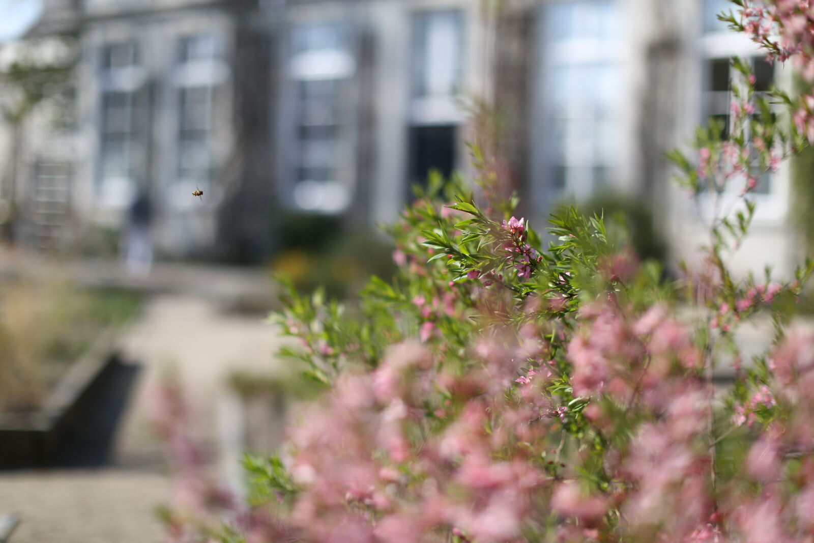 Canon EF 50mm F1.2L USM sample photo. Air, bee, blur, flower photography