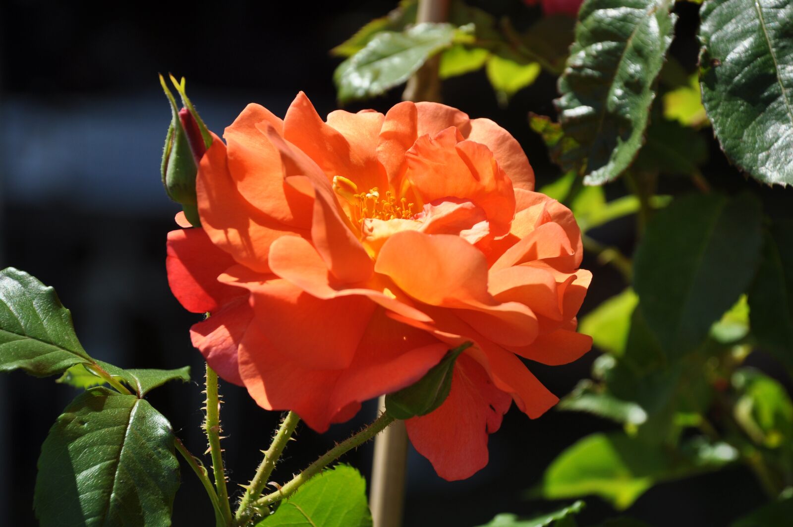 Nikon D90 sample photo. Pink, rosary, flower photography