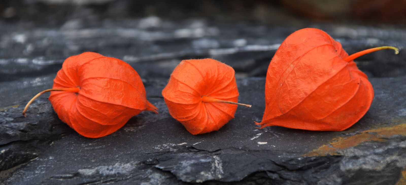 Nikon D3300 sample photo. Lampionblume, physalis alkekengi, lantern photography