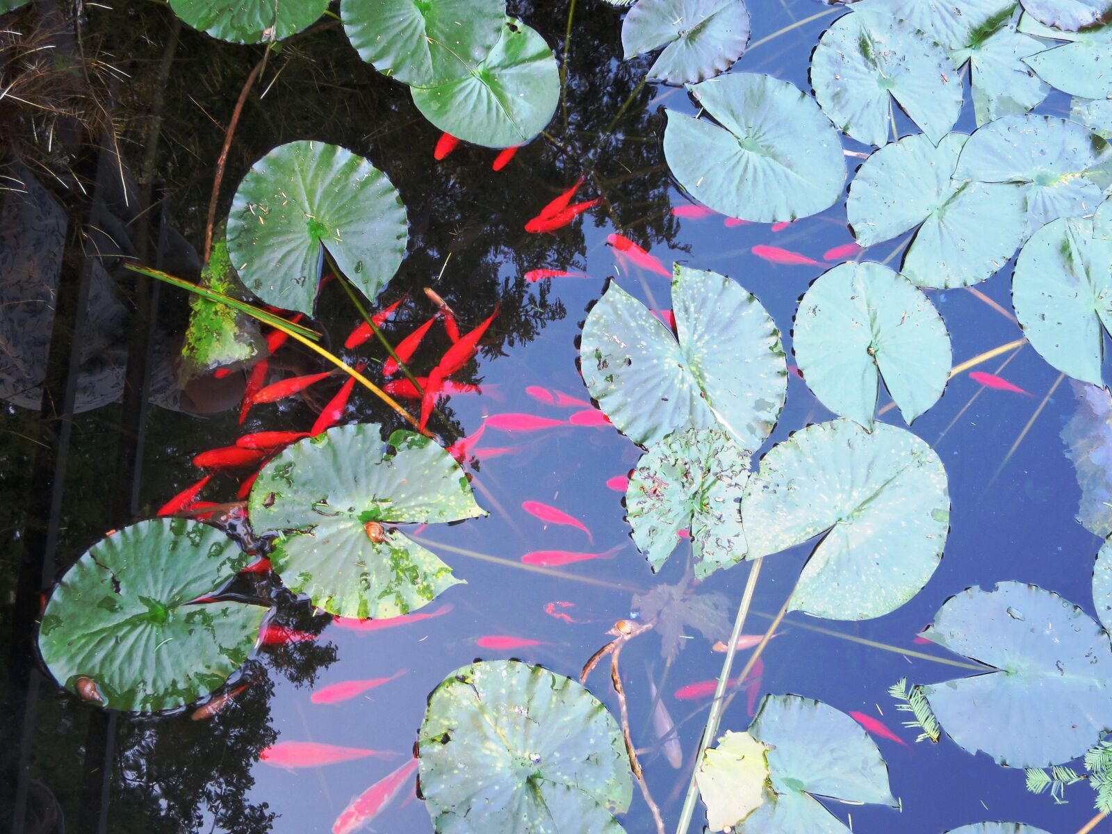 Canon PowerShot S120 sample photo. Goldfish, pond, water lilies photography
