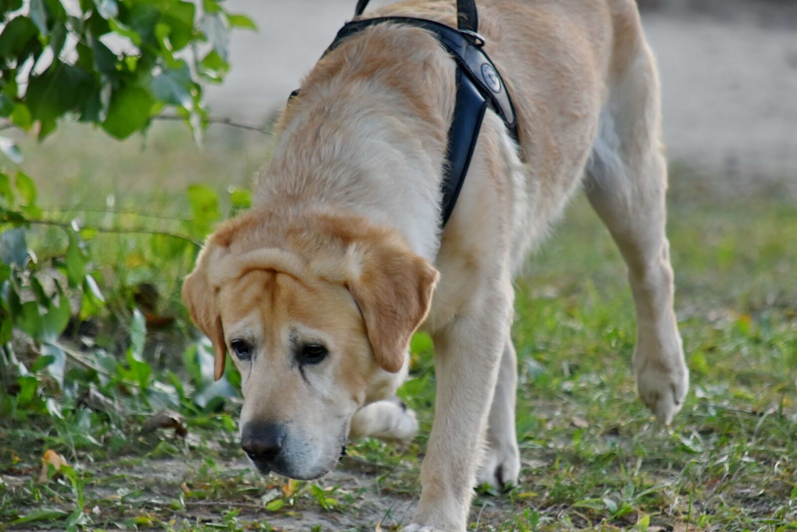 Nikon D5500 sample photo. Hunting dog, labrador, running photography