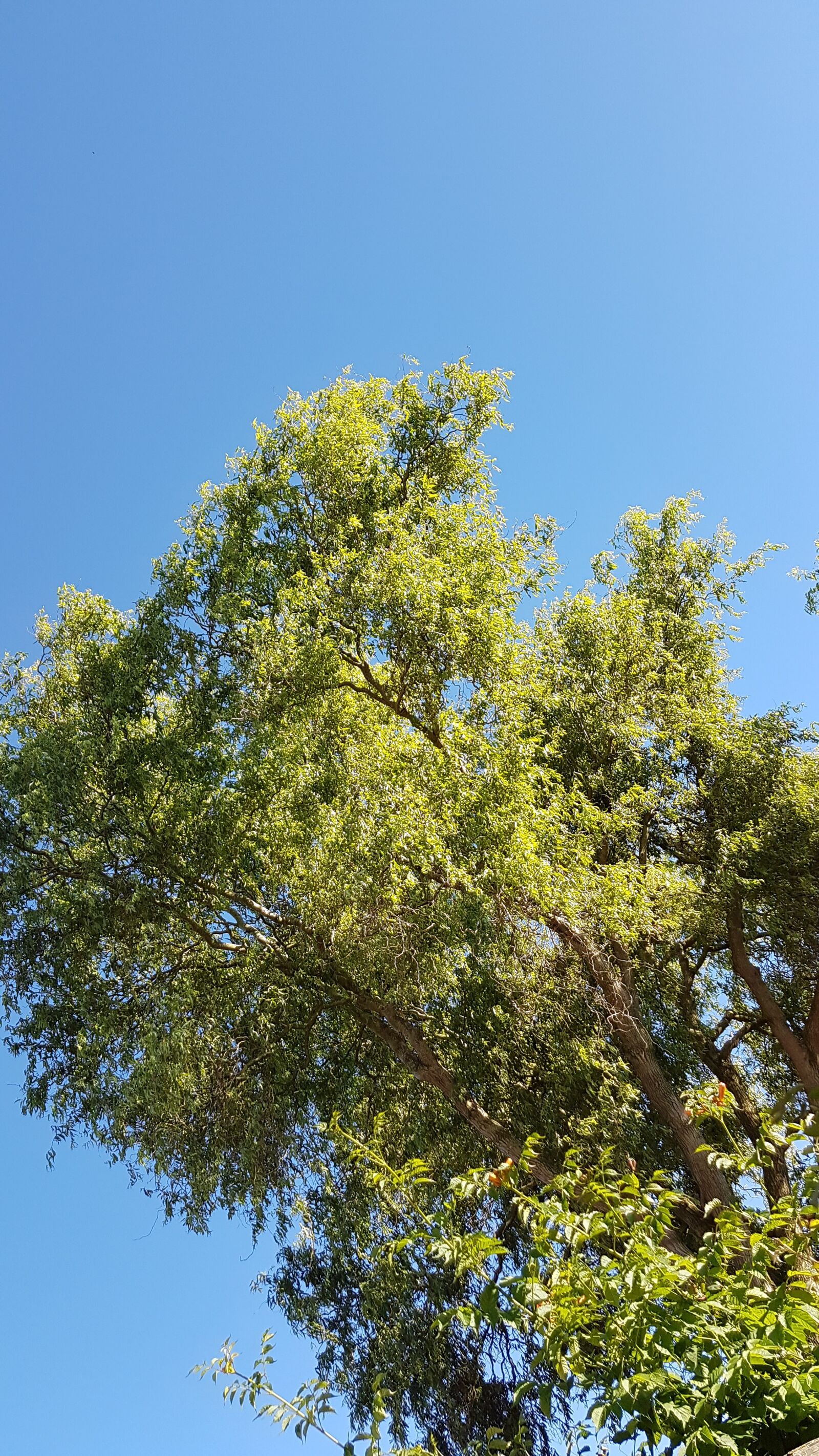 Samsung Galaxy S7 Edge sample photo. Blue, air, tree photography