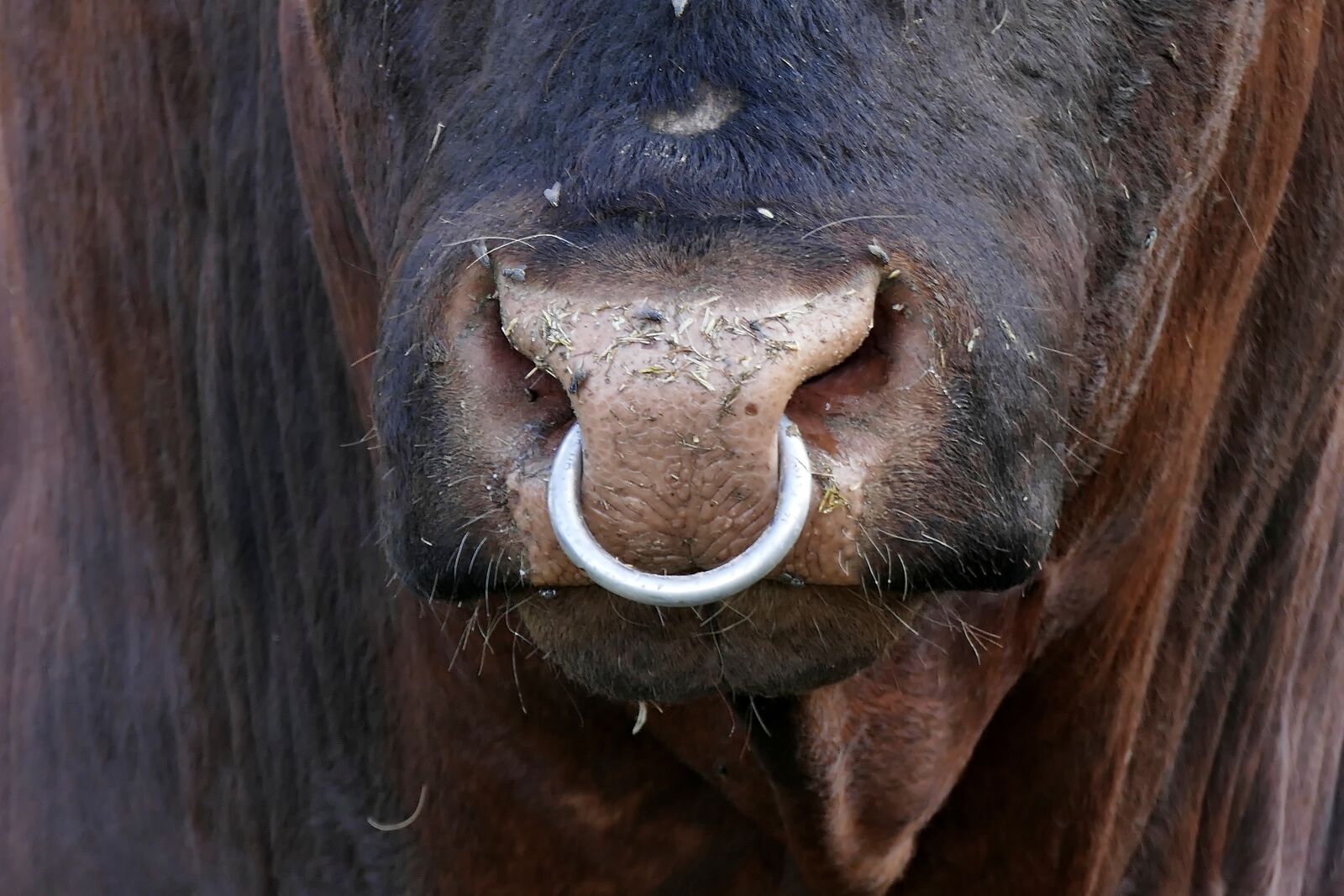 Panasonic Lumix DMC-FZ1000 sample photo. Bull, ox, nose ring photography