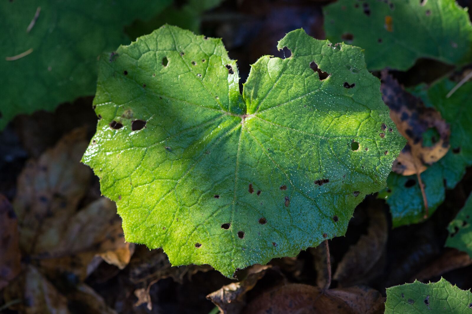 Nikon D7100 sample photo. Leaf, forest, nature photography