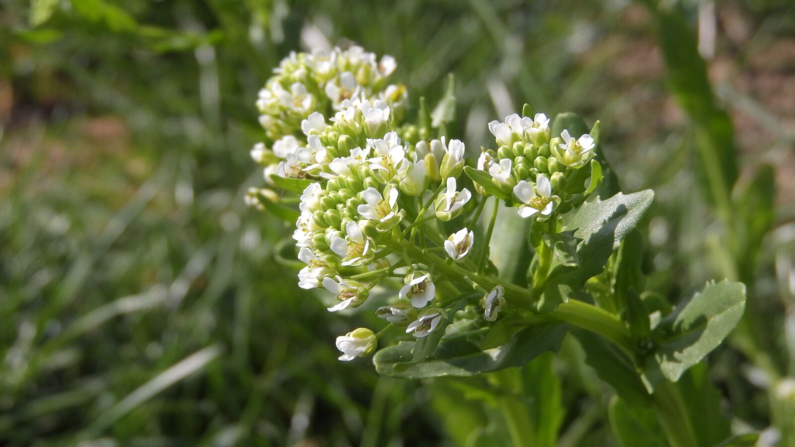 Nikon Coolpix P610 sample photo. Thlaspi arvense, flower, white photography