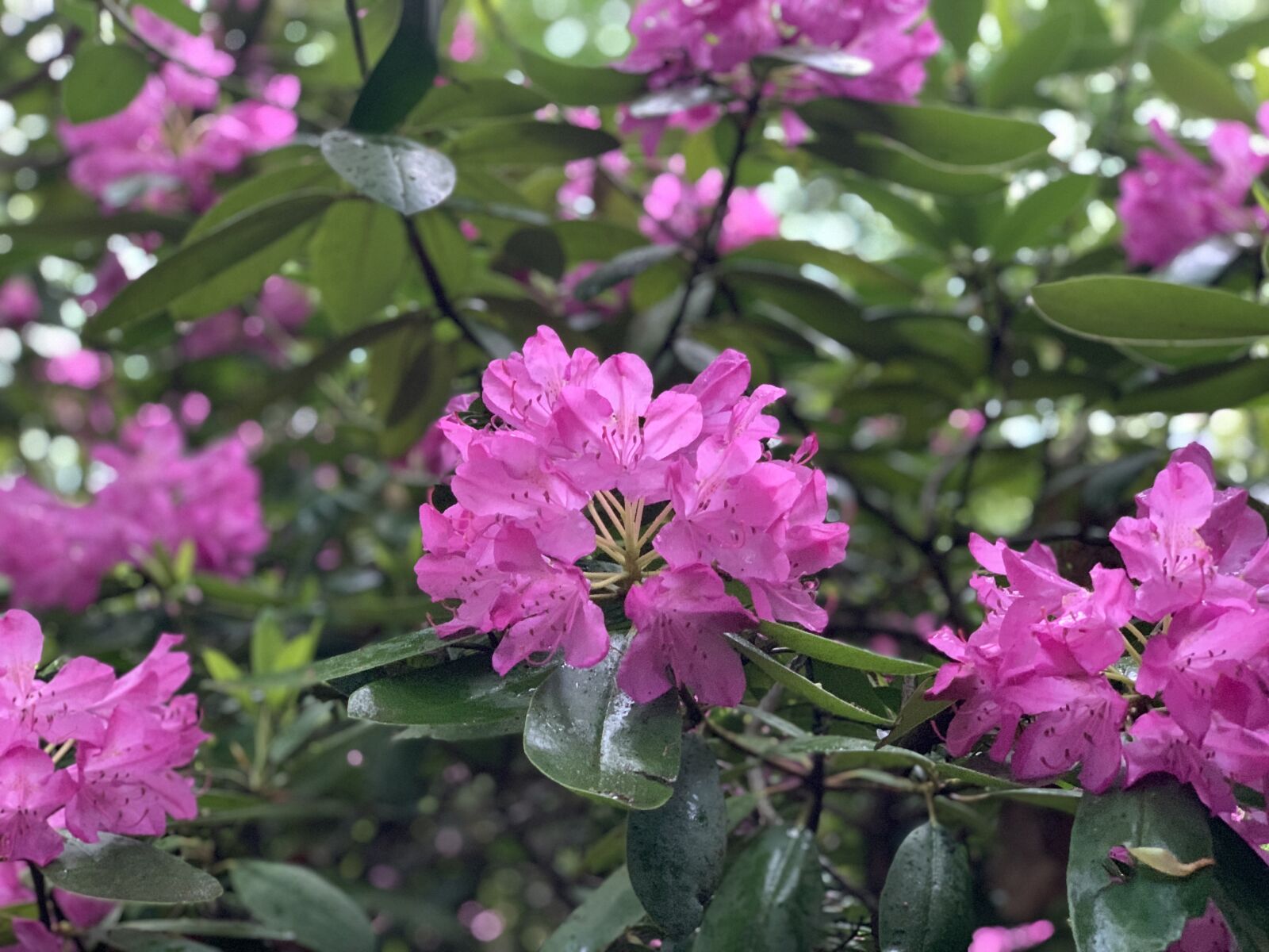 Apple iPhone XS Max + iPhone XS Max back dual camera 6mm f/2.4 sample photo. Flower, landscape, yard photography