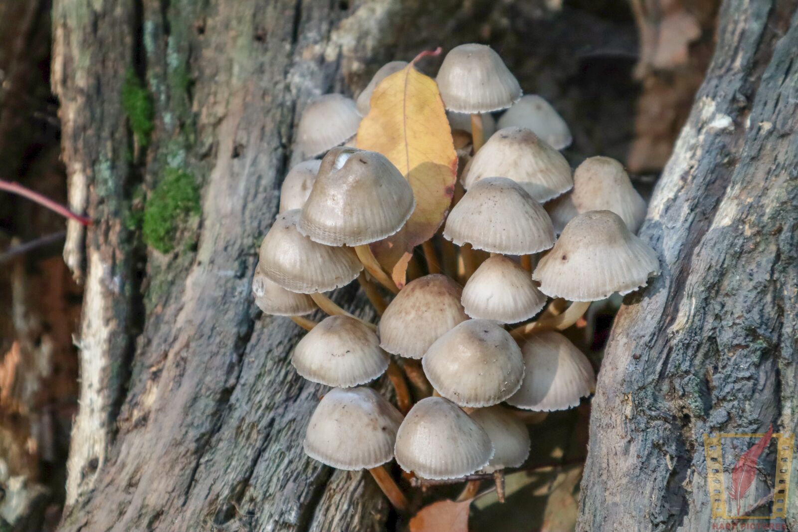 Canon EOS M50 (EOS Kiss M) sample photo. Autumn, wood, nature photography
