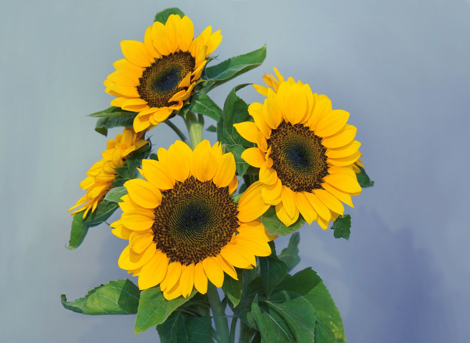 Sony Alpha NEX-F3 + Sony E 18-55mm F3.5-5.6 OSS sample photo. Sunflowers, sun flower, gold photography