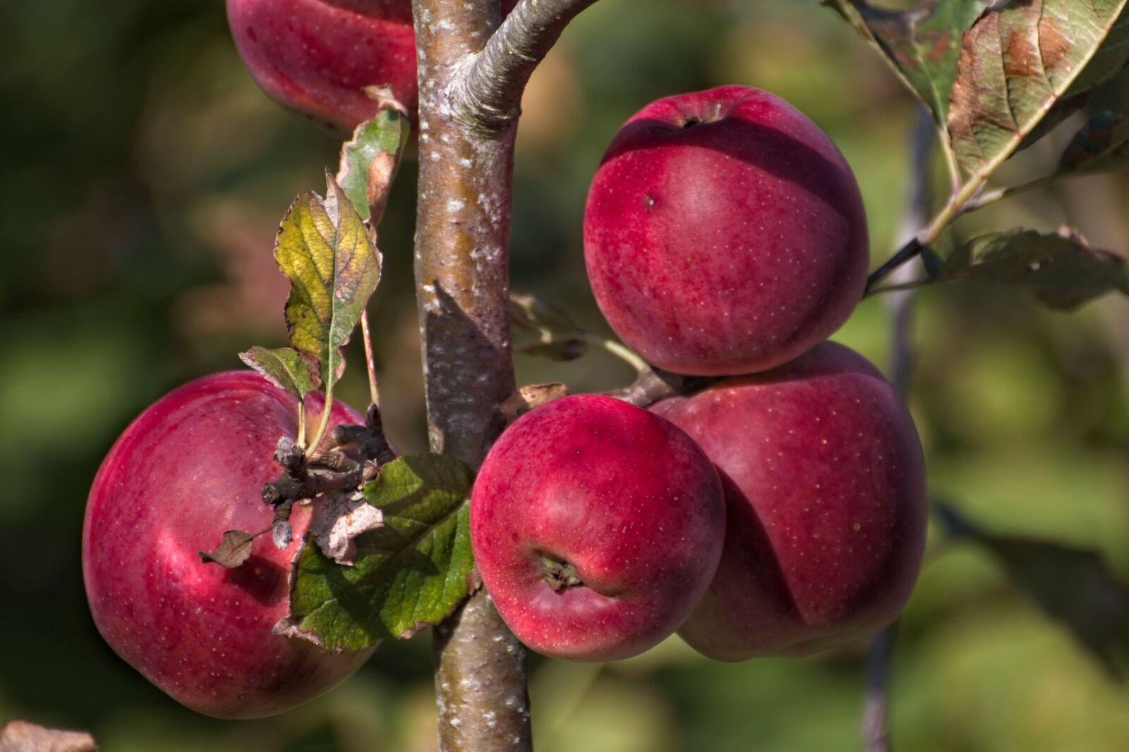 Canon EOS 70D sample photo. Apples, apple tree, harvest photography